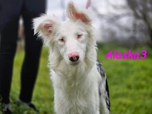 ALASKA3, Hund, Border Collie in Altenmedingen - Bild 4