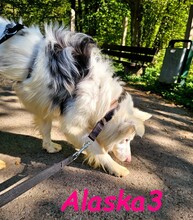 ALASKA3, Hund, Border Collie in Altenmedingen - Bild 5
