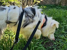 ALASKA3, Hund, Border Collie in Altenmedingen - Bild 6