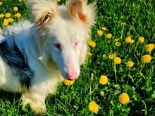 ALASKA3, Hund, Border Collie in Altenmedingen - Bild 7