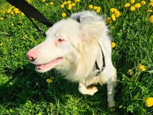 ALASKA3, Hund, Border Collie in Altenmedingen - Bild 8