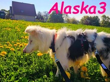 ALASKA3, Hund, Border Collie in Altenmedingen - Bild 9