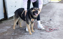 AVA, Hund, Mischlingshund in Rostock - Bild 10