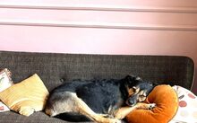 AVA, Hund, Mischlingshund in Rostock - Bild 7