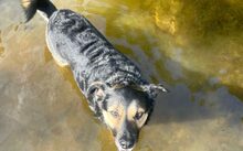 AVA, Hund, Mischlingshund in Rostock - Bild 8