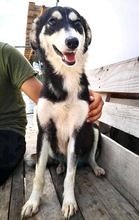 DANIKA, Hund, Mischlingshund in Gelnhausen - Bild 11