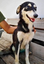 DANIKA, Hund, Mischlingshund in Gelnhausen - Bild 12