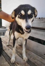 DANIKA, Hund, Mischlingshund in Gelnhausen - Bild 13