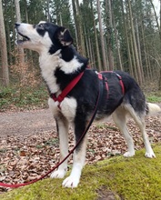 DANIKA, Hund, Mischlingshund in Gelnhausen - Bild 2