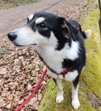DANIKA, Hund, Mischlingshund in Gelnhausen - Bild 3