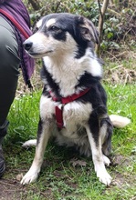 DANIKA, Hund, Mischlingshund in Gelnhausen - Bild 4