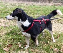 DANIKA, Hund, Mischlingshund in Gelnhausen - Bild 5
