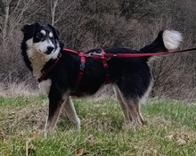 DANIKA, Hund, Mischlingshund in Gelnhausen - Bild 6