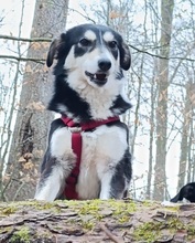 DANIKA, Hund, Mischlingshund in Gelnhausen - Bild 7