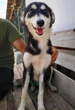 DANIKA, Hund, Mischlingshund in Gelnhausen - Bild 8