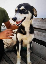 DANIKA, Hund, Mischlingshund in Gelnhausen - Bild 9