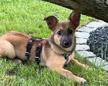 PABLO, Hund, Mischlingshund in Altomünster
