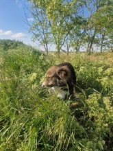 JACK, Hund, Mischlingshund in Rumänien - Bild 10