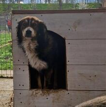 JACK, Hund, Mischlingshund in Rumänien - Bild 12