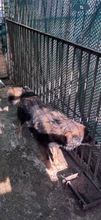 JACK, Hund, Mischlingshund in Rumänien - Bild 13