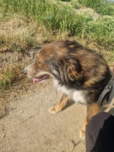 JACK, Hund, Mischlingshund in Rumänien - Bild 14