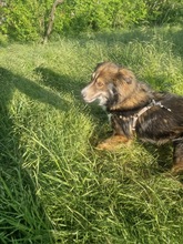 JACK, Hund, Mischlingshund in Rumänien - Bild 15