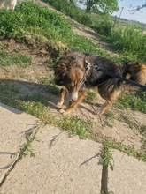 JACK, Hund, Mischlingshund in Rumänien - Bild 16