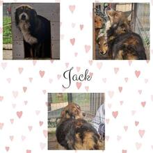 JACK, Hund, Mischlingshund in Rumänien - Bild 17