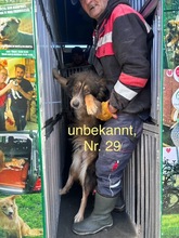 JACK, Hund, Mischlingshund in Rumänien - Bild 18