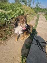 JACK, Hund, Mischlingshund in Rumänien - Bild 5