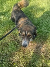 JACK, Hund, Mischlingshund in Rumänien - Bild 7