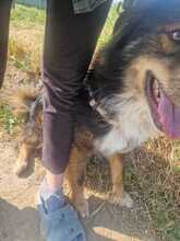 JACK, Hund, Mischlingshund in Rumänien - Bild 8