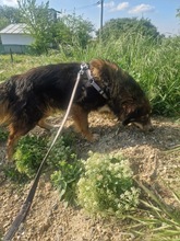 JACK, Hund, Mischlingshund in Rumänien - Bild 9