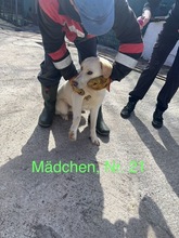 FELICIA, Hund, Mischlingshund in Rumänien - Bild 10
