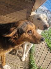 FELICIA, Hund, Mischlingshund in Rumänien - Bild 8