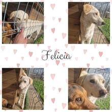 FELICIA, Hund, Mischlingshund in Rumänien - Bild 9