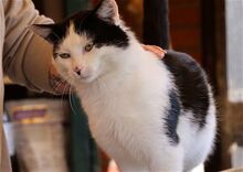 SNOOPY, Katze, Europäisch Kurzhaar in Bramsche - Bild 1