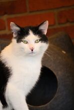 SNOOPY, Katze, Europäisch Kurzhaar in Bramsche - Bild 2