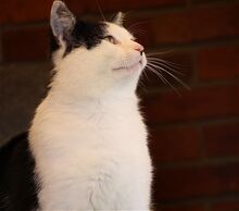 SNOOPY, Katze, Europäisch Kurzhaar in Bramsche - Bild 3