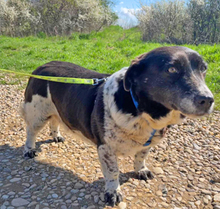 NADJA, Hund, Dackel-Mix in Barver - Bild 10