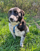 NADJA, Hund, Dackel-Mix in Barver - Bild 11