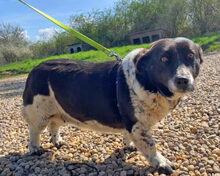 NADJA, Hund, Dackel-Mix in Barver - Bild 12