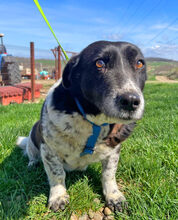NADJA, Hund, Dackel-Mix in Barver - Bild 13