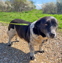 NADJA, Hund, Dackel-Mix in Barver - Bild 14