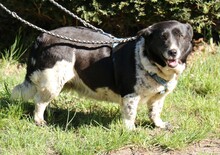 NADJA, Hund, Dackel-Mix in Barver - Bild 7