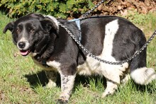 NADJA, Hund, Dackel-Mix in Barver - Bild 8