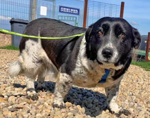 NADJA, Hund, Dackel-Mix in Barver - Bild 9
