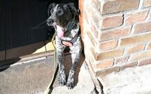 LISSETTE, Hund, Jagdhund-Mix in Cremlingen - Bild 6