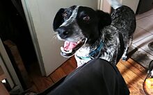 LISSETTE, Hund, Jagdhund-Mix in Cremlingen - Bild 7