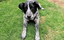 LISSETTE, Hund, Jagdhund-Mix in Cremlingen - Bild 8